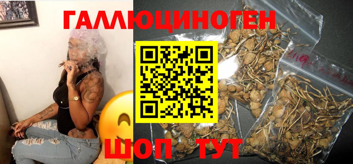 Псилоцибиновые грибы Psilocybe Белорецк